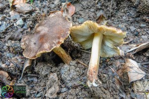 Inocybe maculata_LR